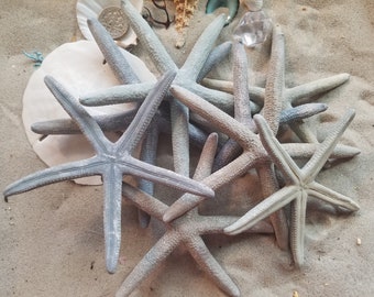 Natural Blue Pencil Finger Linkia Starfish Small Medium 3 4" DIY Coastal LiHome Decor Art Ocean Shell Seashells Beach Wedding