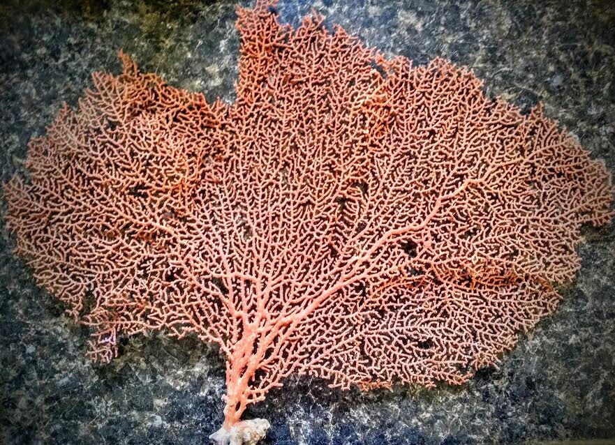 Large Giant Natural Dried Sea Fan Coral Statement Size Painted Etsy