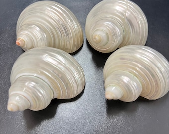 Polished Ribbed Pearl Jade Turbo Snails White Iridescent Seashells Shells Coastal Decor Weddings DIY Jewelry Fillers Mirrors 3 pcs