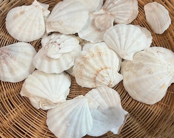 1lb Assorted White Scallop Shells