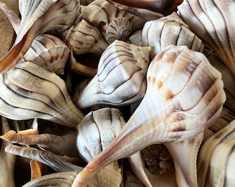 Lightning Whelk Shell (Sinistrofulgur perversum)