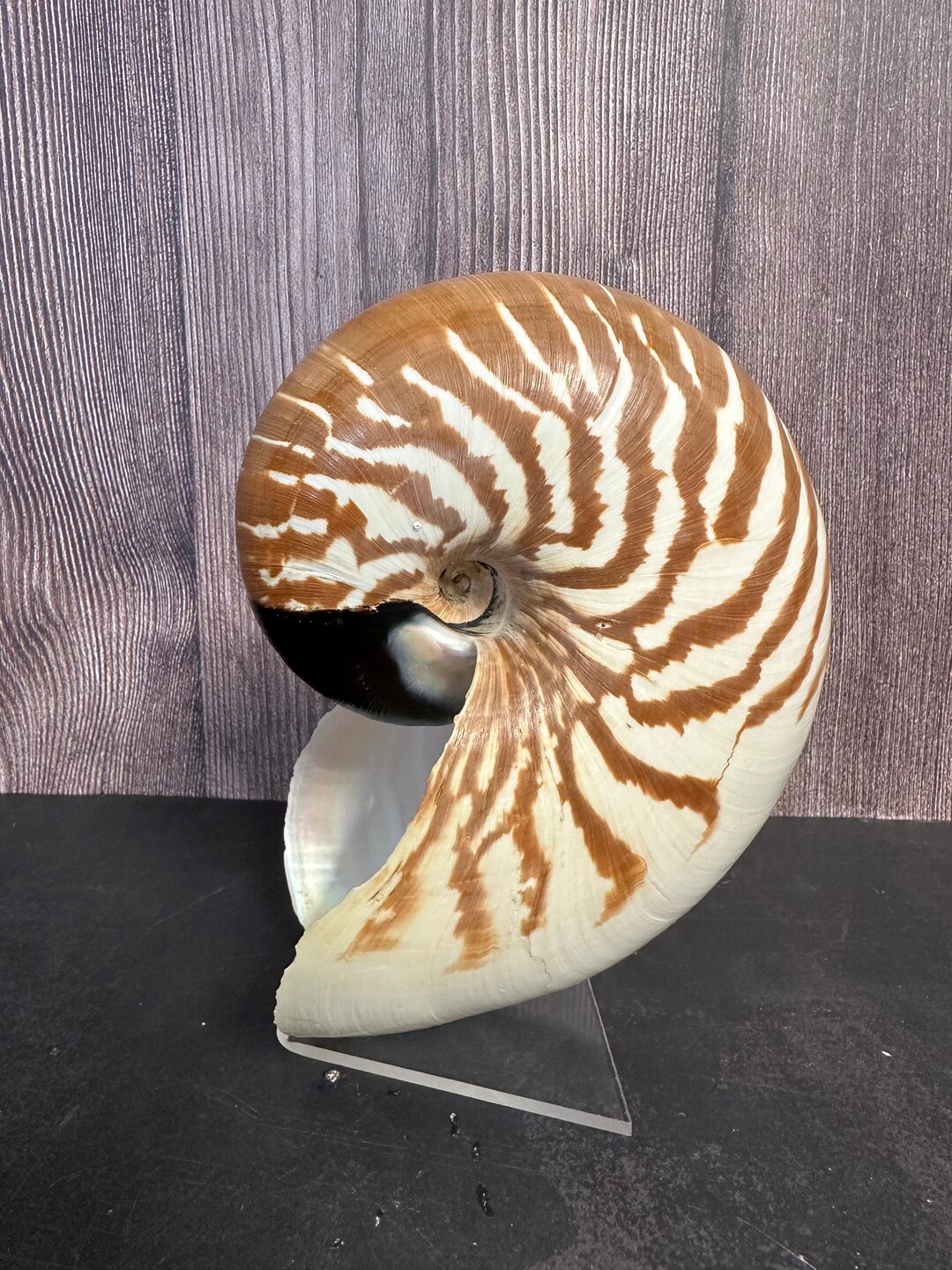 Nautilus Shell Display Stand - Etsy Canada