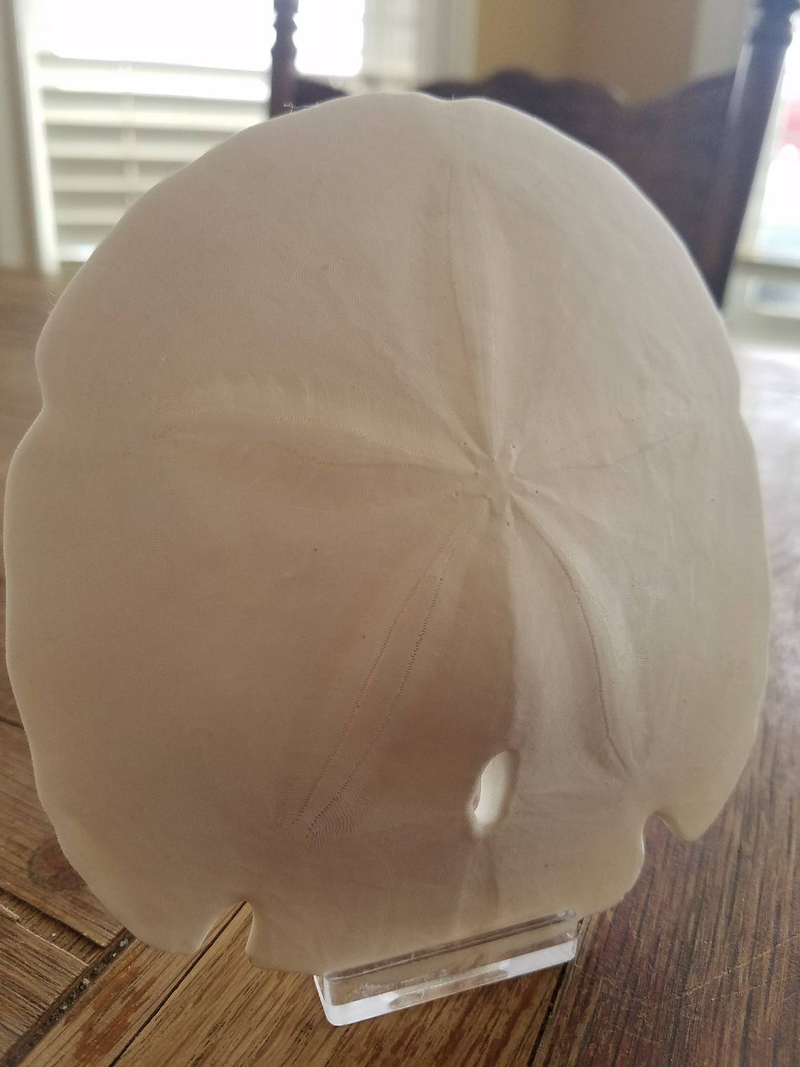 Beach Wedding Decorations Large Sand Dollars Weddings Escort Etsy