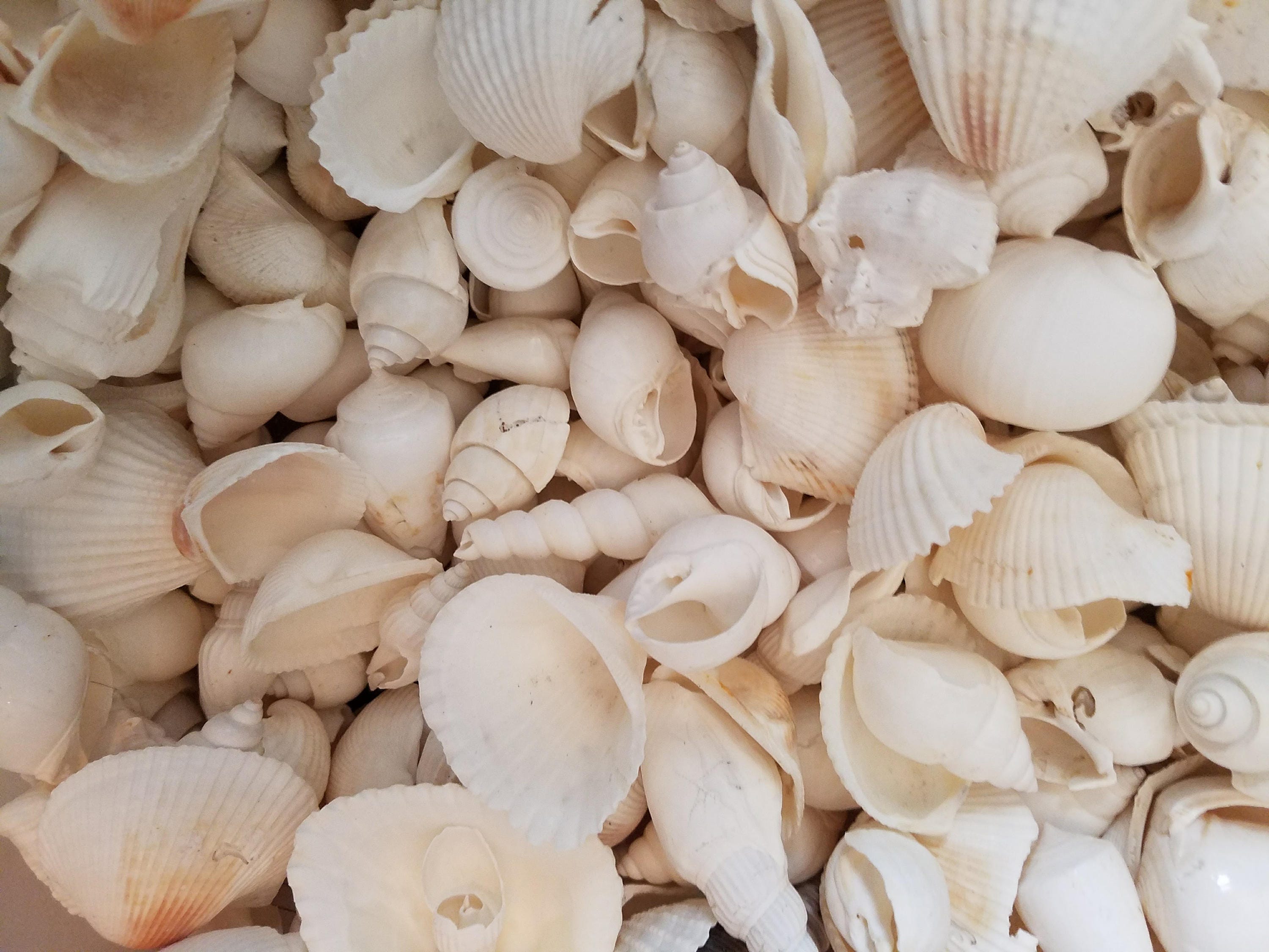 White Sea Shell Mix Beach 18 Pieces Wedding Decor Sea Shells Bulk Bag of  Shells Beach Craft Supplies Assorted Seashell Mix-white Seashells A -   Norway