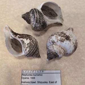May include: Three spiral sea shells with white and dark brown mottled patterns. Each shell has a wide opening and a pointed apex. A rectangular white label is included with the text: ヒメエゾボラモドキ, Neptunea kuroshio, Oyama, 1958, Inshore trawl. Shizuoka. East of Japan.