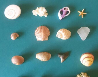 Inch and Under Small Seashells & Ocean Treasures Lot of 20