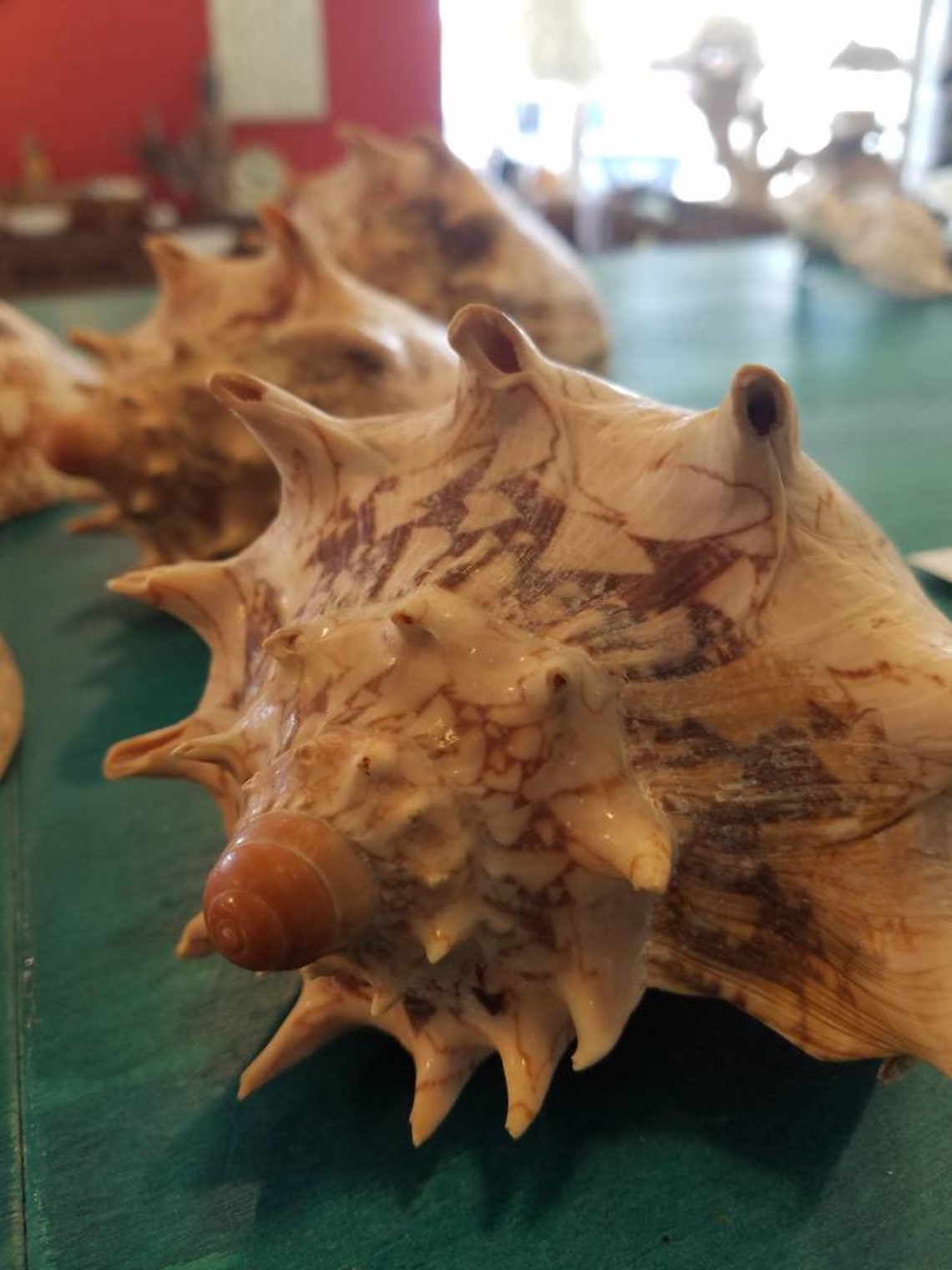 Imperial Volute Conch Shell Horn Spikes Unique Large Display Etsy