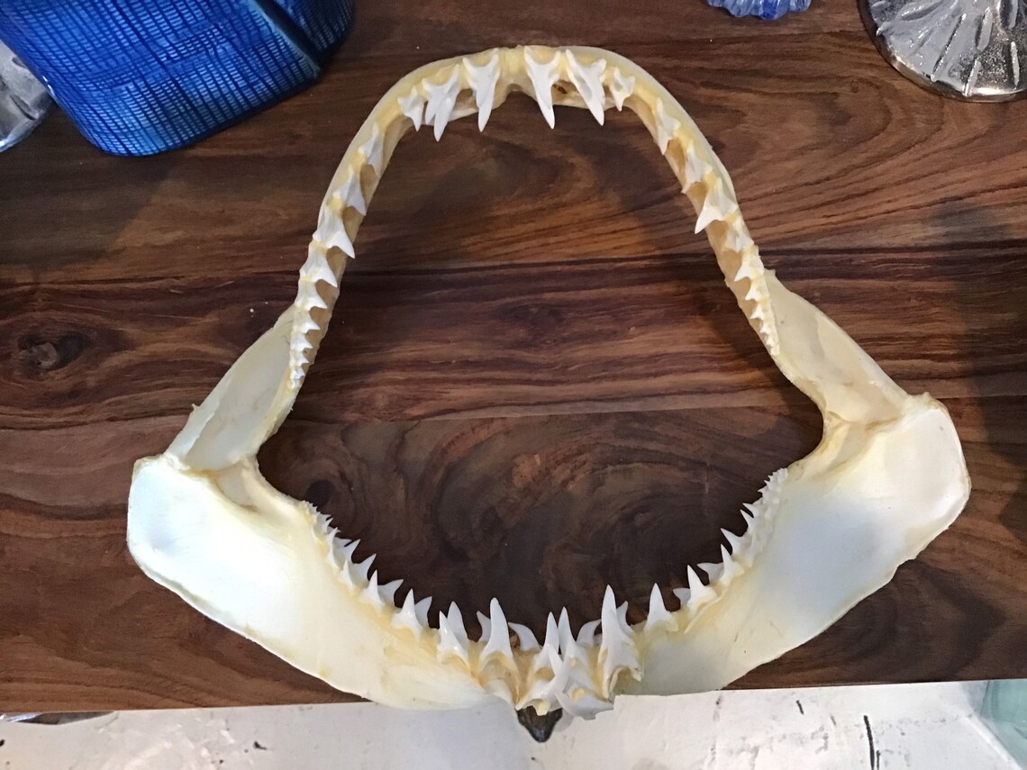 Shark Jaw Ocean Mako Real Authentic Teeth Nautical Dried Sea Etsy