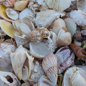 Assortment Mixed Shells Lot -Natural Seashell Mix