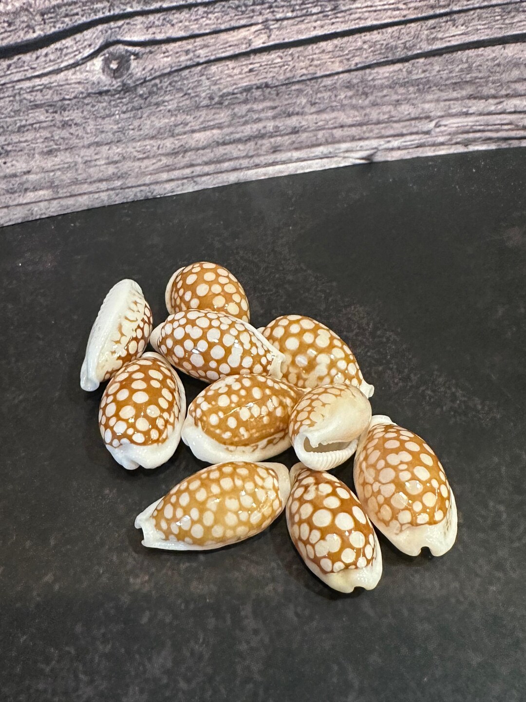 Shell Seive Sieve Cowrie Shells 3/4