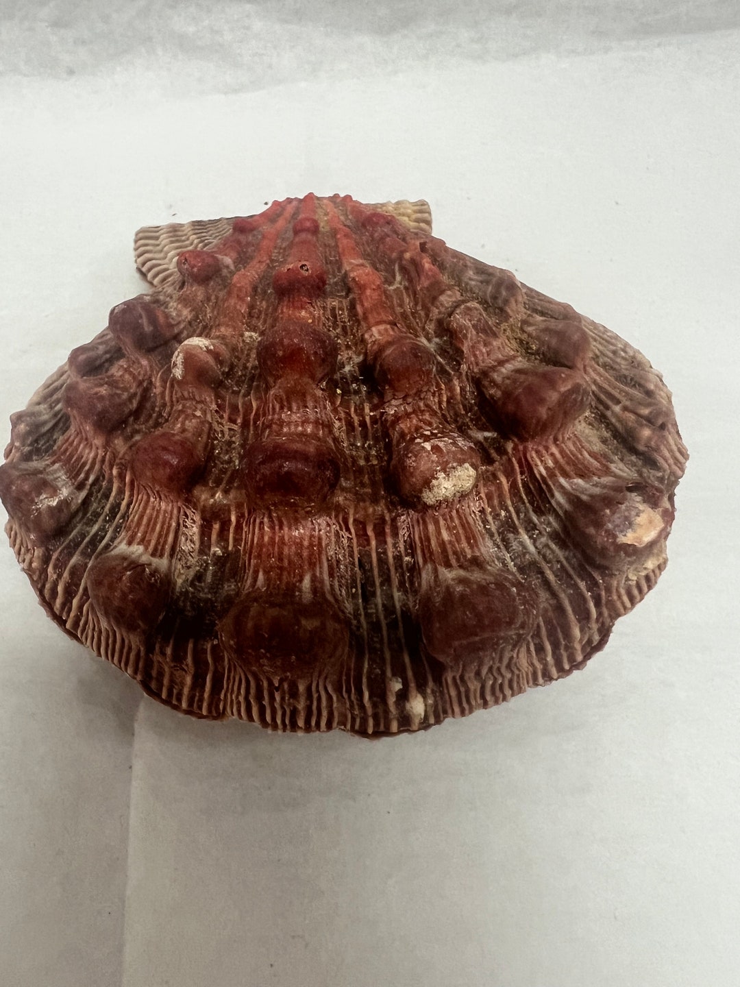 Rust Scallop Shell Natural Lion Paw Scallop PAIR Shell Unique Seashell Coastal Rust Tone ...