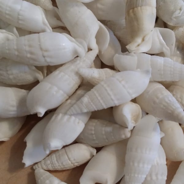 White Cerithium Banded Vertagus Shells 1.5-2" Slender Elongated Spiral Top Pointed Snail Seashell DIY Coastal Decorating Decor Beach Wedding