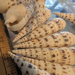 Marlin Spike Shell Terebra Maculata