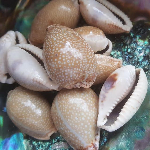 Spotted Eroded Gnawed Cowrie Cowry Shells 1-2" Seashells Beach Crafts Cream Ivory Taupe Beige Polka Dot Polished Tan Blue Stripe Graphic