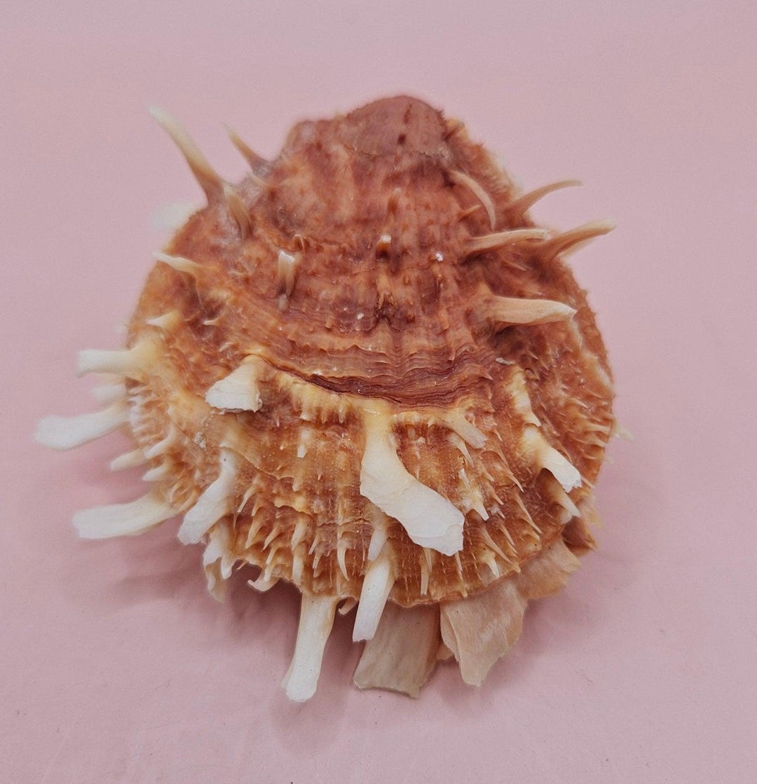 Hinged Spondylus Shell – 3" Bivalve Display With Spiny Texture - Etsy