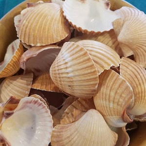 May include: A bowl filled with a variety of seashells. The shells are a light brown color with a white interior. The shells are arranged in a random pattern.