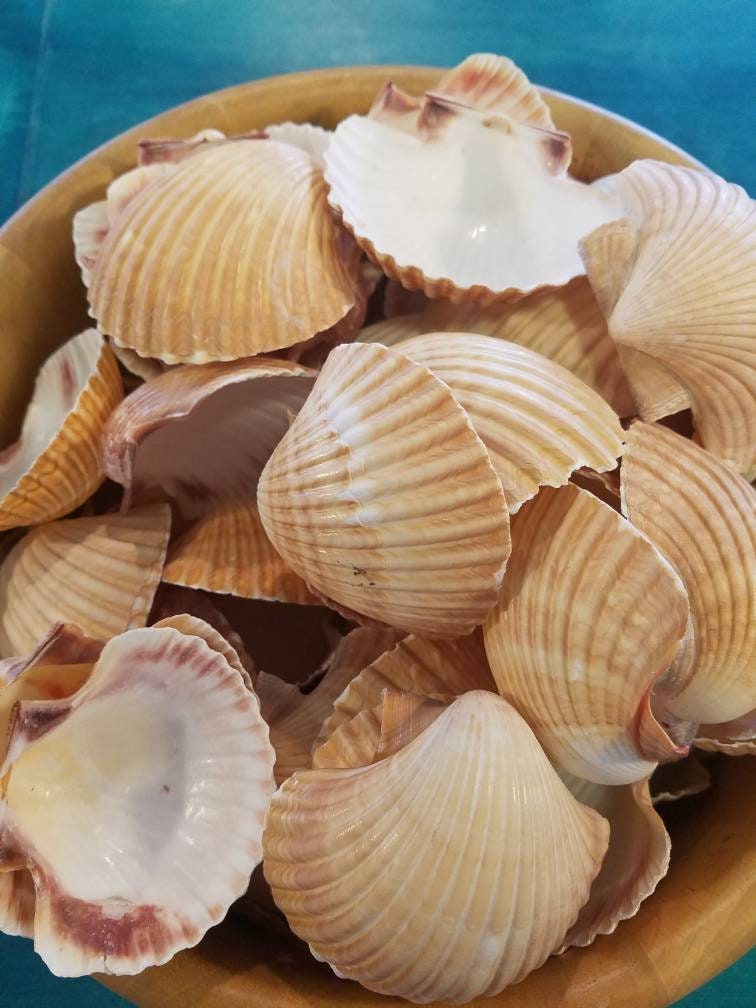 Mexican Deep Scallop 2-3 Seashell Shells Cup Style Dish 