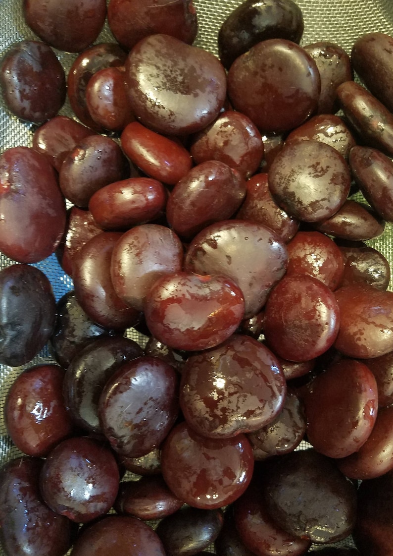 Heart Sea Beans Seaheart Lucky Bean Entada gigas Coastal Home Etsy