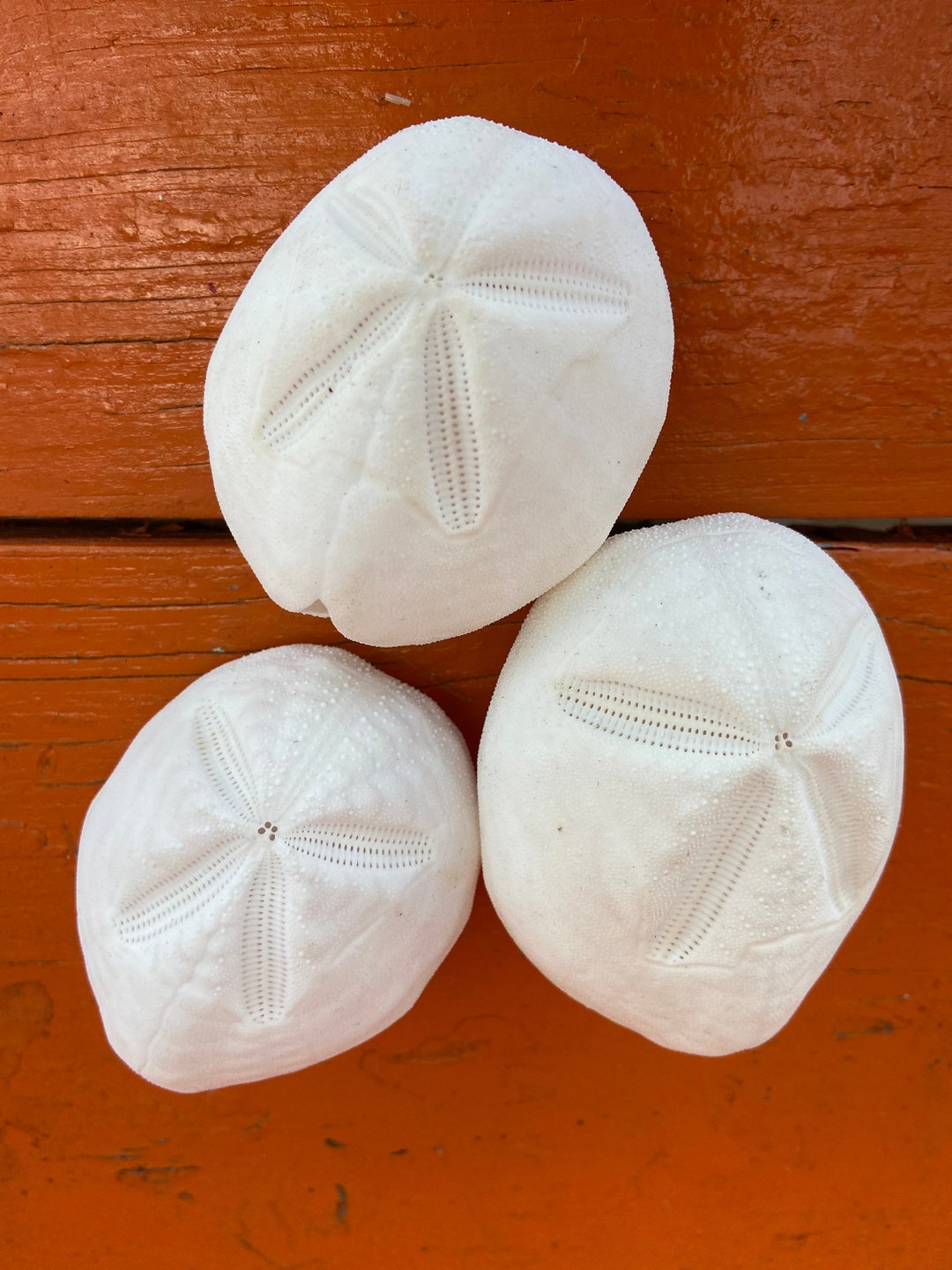 Baby Gopher Sand Dollar - Etsy