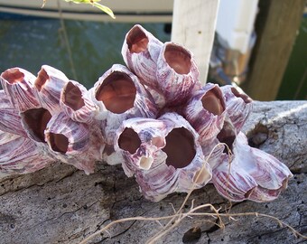 Natural Purple Barnacle Cluster 3 4 5 6 7" Clump Bloom DIY Candle Display Air Plant Holder Centerpiece Arrangement Coastal Shell Home Decor