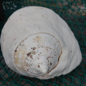 Titanostrombus Galeatus Eastern Pacific Giant Conch Shell - Etsy