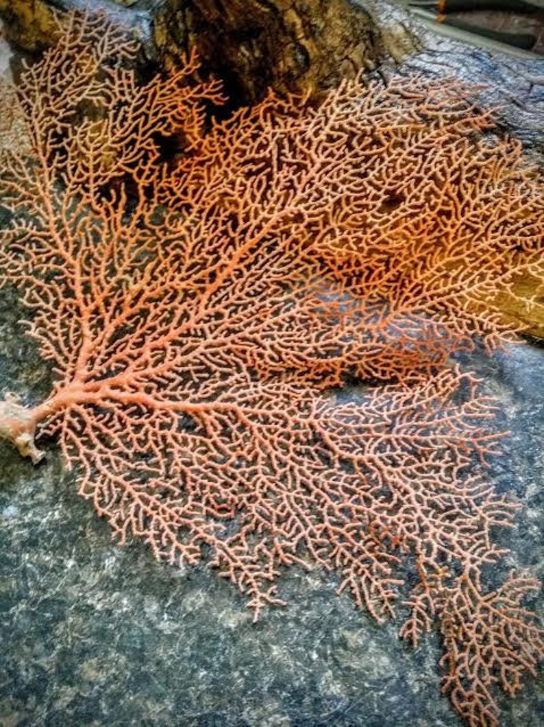 Dried Sea Fan Coral Seafan Multiple Sizes Natural Color Rust Etsy