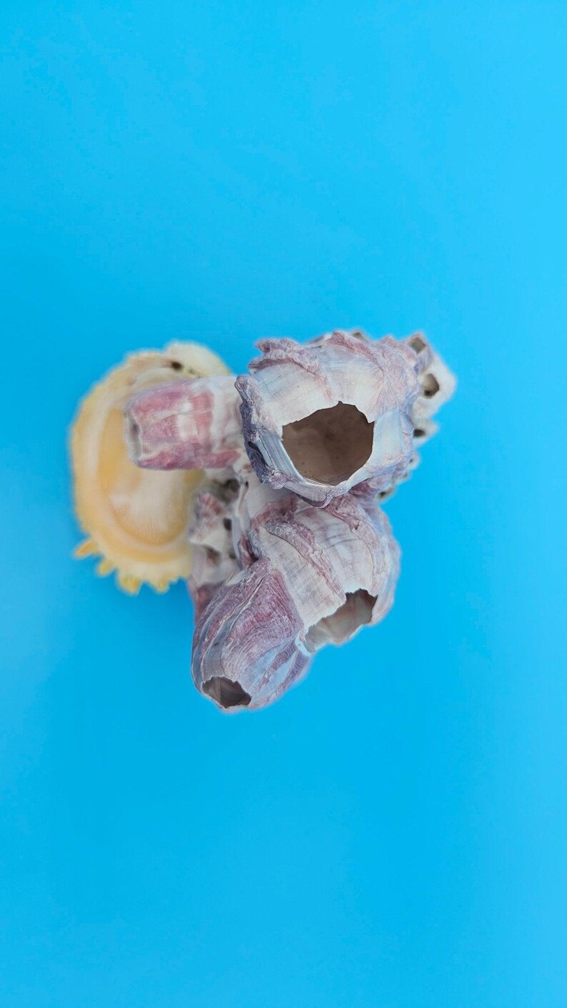 Barnacle With Scallop Display Shell – Premium Coastal Home Decor ...