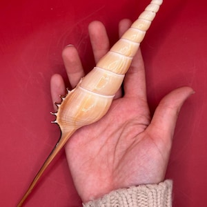 May include: A long, slender, light tan seashell with a spiral, tapered shape and a pointed end. The shell features a smooth, glossy surface with subtle horizontal ridges and a row of small, sharp, dark brown spikes along one side of the base.
