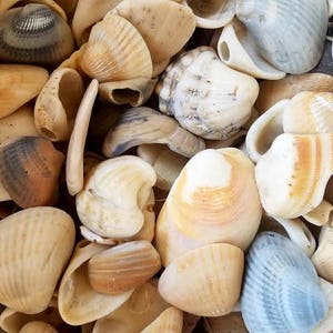Mixed Assorted Smooth shell shards & whole holey shell chips broken smooth pieces Coastal Home Decor Displays Jar Filler Terrariums image 2