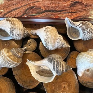 Small Neptune Shell with Documentation & Operculum - Neptunea kuroshio Bild 8