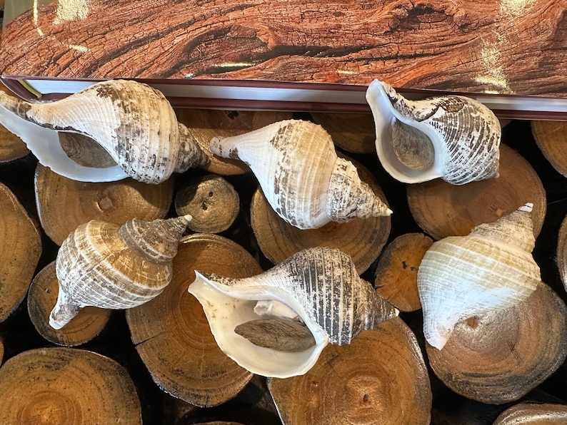 Small Neptune Shell with Documentation & Operculum - Neptunea kuroshio Bild 8