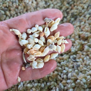 Mini Nassa Shell Mix