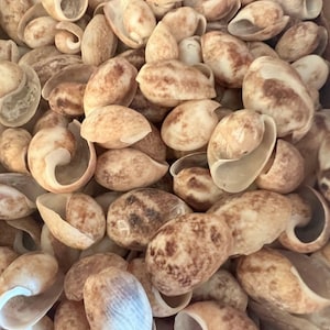 Brown Bubble Shell (Bulla quoyii)