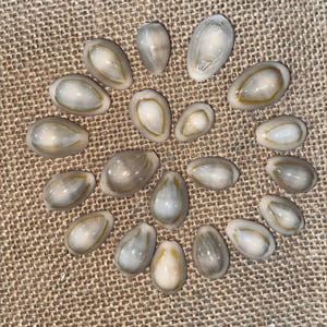 Yellow Ring Top Cowrie Shell