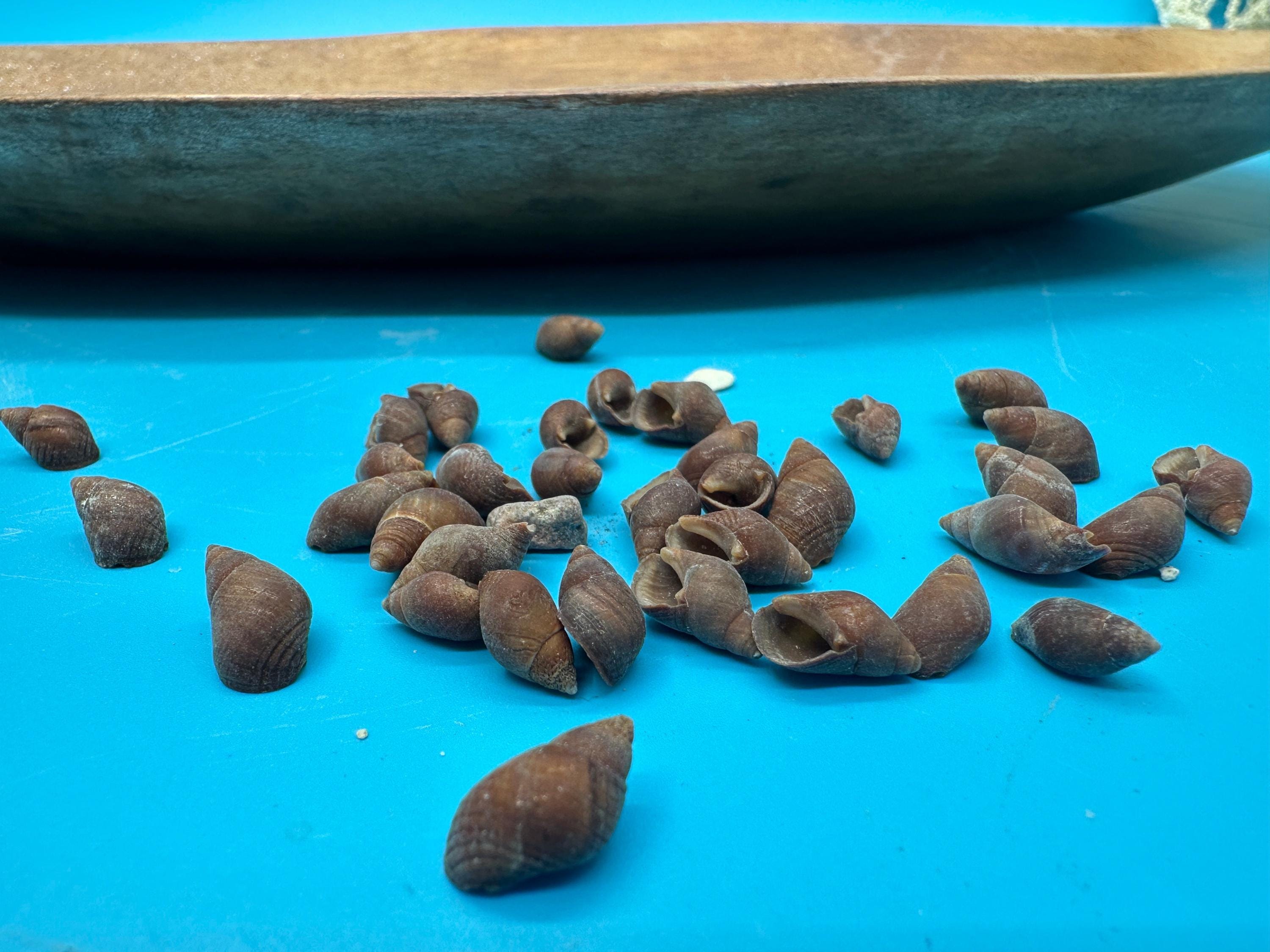 Bulk Small Brown Mud Snail Craft Shells – 1 Oz or 4 Oz DIY - Etsy