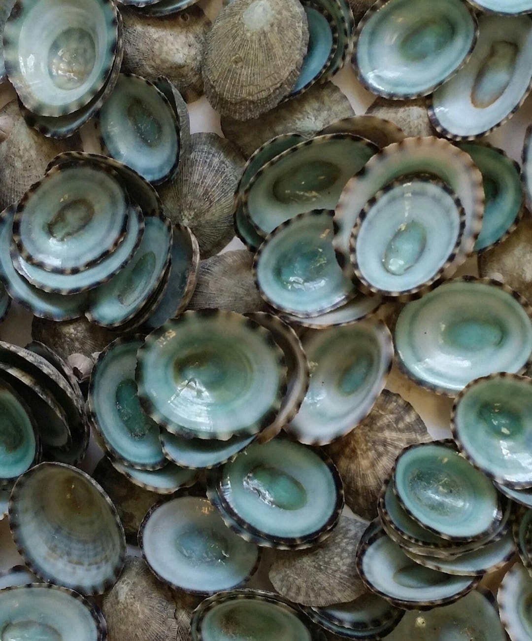 Green Blue Limpet Shells – Small Coastal Display Shells in Bulk - Etsy