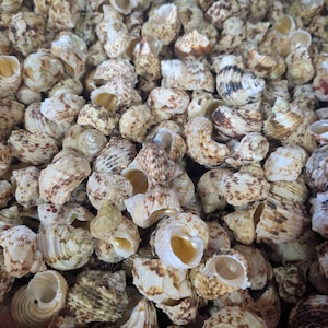 NEW Gold and Silver Mouth Turban Shells (Turbo Chrysostomus & Argyrostoma)