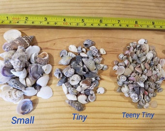 Multi Sizes Shell Mix Teeny Tiny Mini Small Seashells Supplies Crafts Art Home Decor Collections Jar Filler Jewelry Supply Beach Weddings