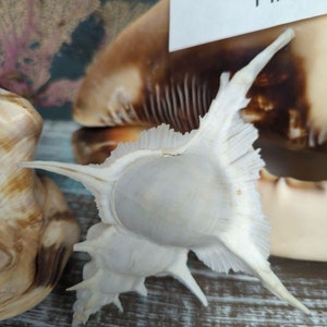 Siratus Alabaster Murex Seashell Collectors Shell Coastal Decorating Decor Assemblage Display Cabinet of Curiosities Oddities Mermaids Brush image 3