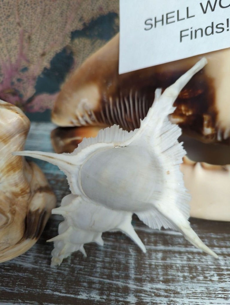 Siratus Alabaster Murex Seashell Collectors Shell Coastal Decorating Decor Assemblage Display Cabinet of Curiosities Oddities Mermaids Brush image 3
