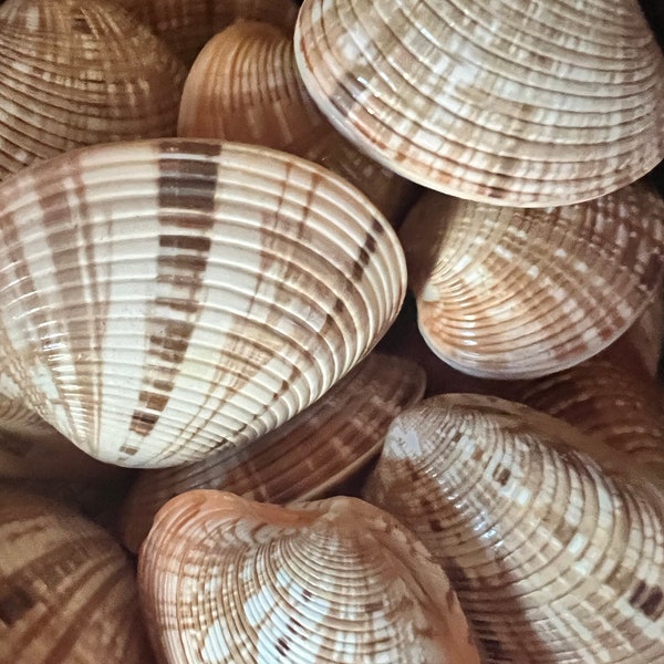 Venus Clam Shell Pairs Seashells Jar Filler Arrangement Display Crafts Art Projects Supply Beach Decor Striped Natural Tones Hints of Orange