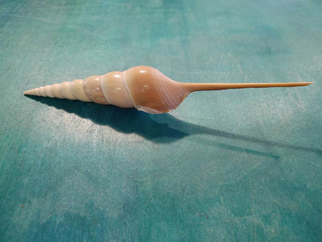 Shin Bone Tibia Fusus Shell 9 Collectors Specimen Long - Etsy