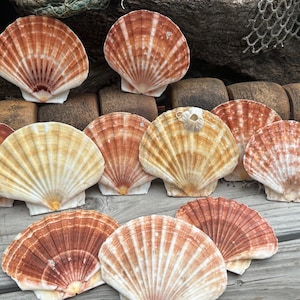 Beautiful Irish Flat Scallop Shells