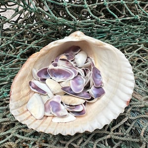 May include: A large, cream-colored seashell filled with smaller shells, many with purple interiors. The shells rest on a backdrop of green fishing net, creating a coastal theme.