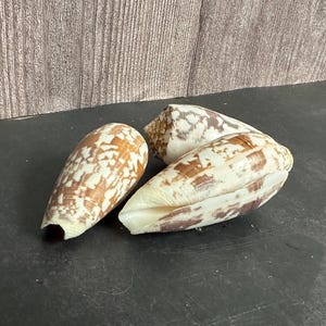 Striated Cone Shell aka Cloth of Gold (Conus striatus)