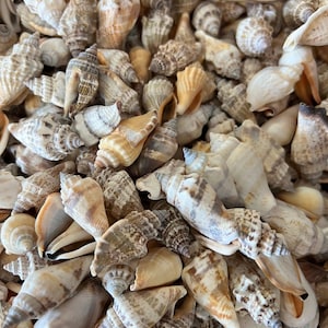 Brown Chula AKA Little Bear Conch (Strombus Urceus)