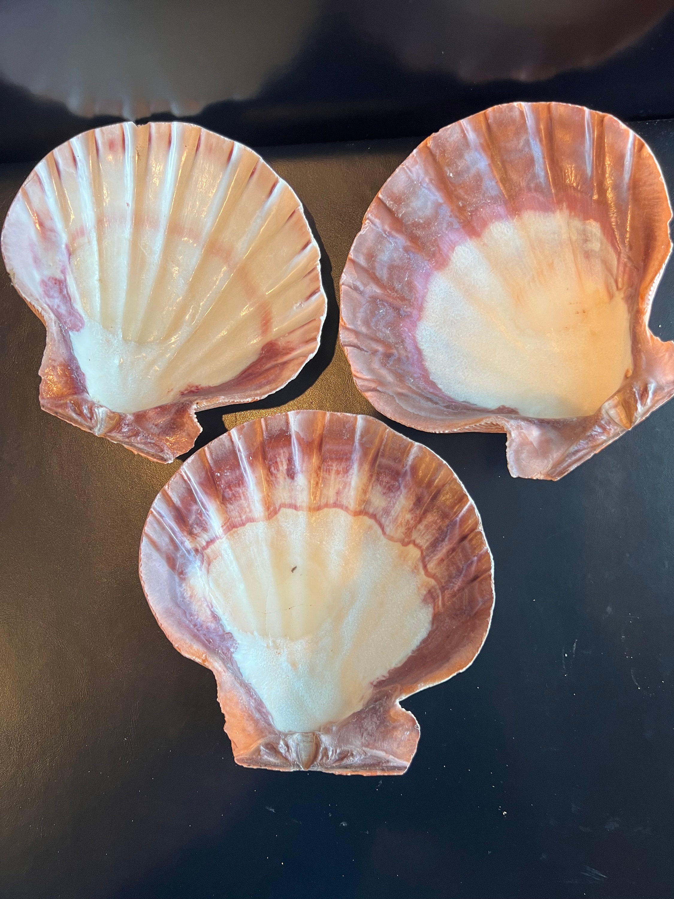 Scallop Shells — Nature's Creations Natural Jewelry