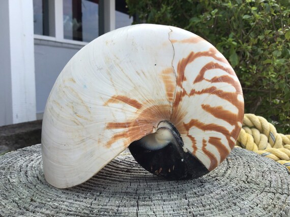 Raw Natural Chambered Tiger Striped Nautilus Shell Collections Etsy