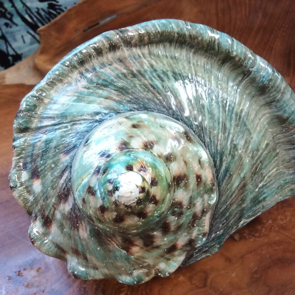 Prized Great Green Turbo Marmoratus 7" Mammoth Turbon Shell Marbled Turban Coastal Decor Weddings Jewelry Display Door Stop Paper Weight