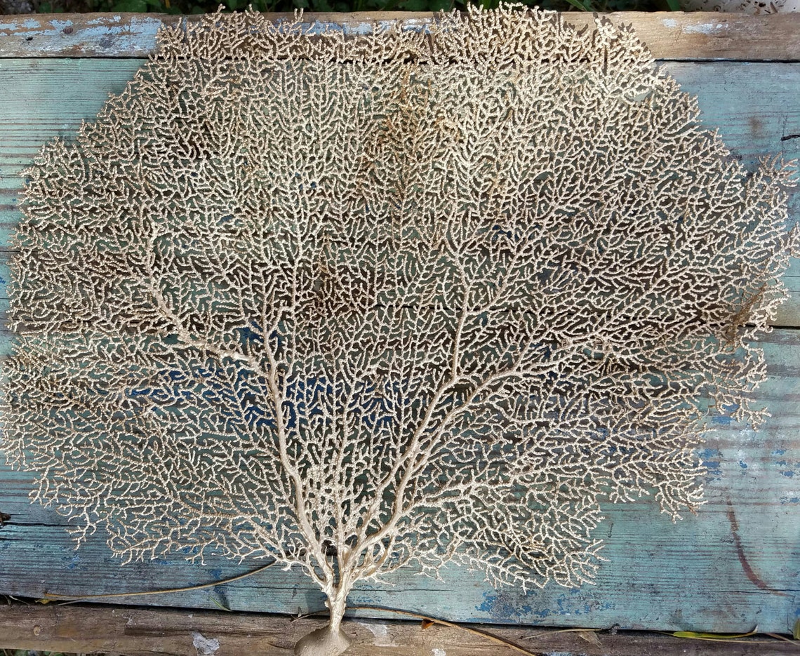 Natural Dried Sea Fan Coral Hand Painted Metallic Gold Silver Etsy